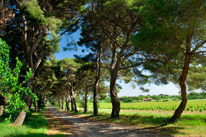 Allée de pins