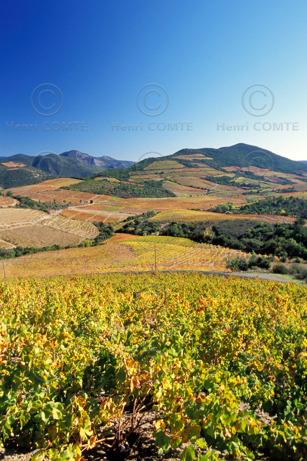 Vignoble Saint Chinian