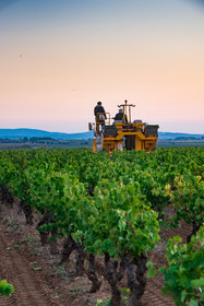 Vendange à la machine