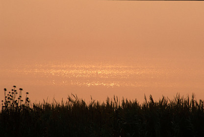 Etang à l'aube