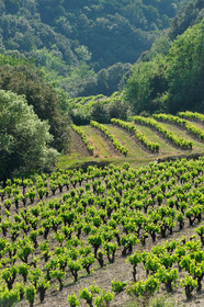 Vignoble Saint Chinian