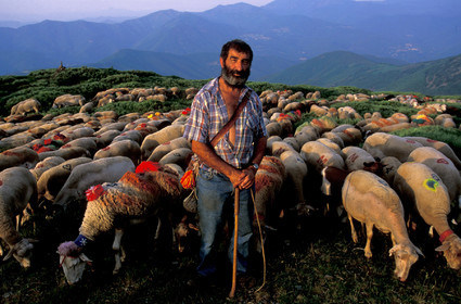 Transhumance en Cévennes