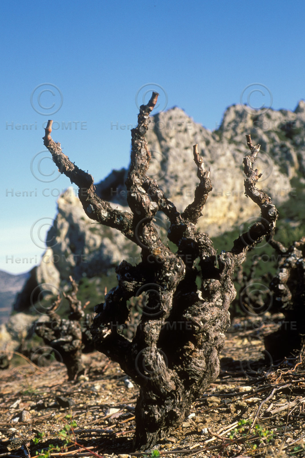 Vignoble du Roussillon