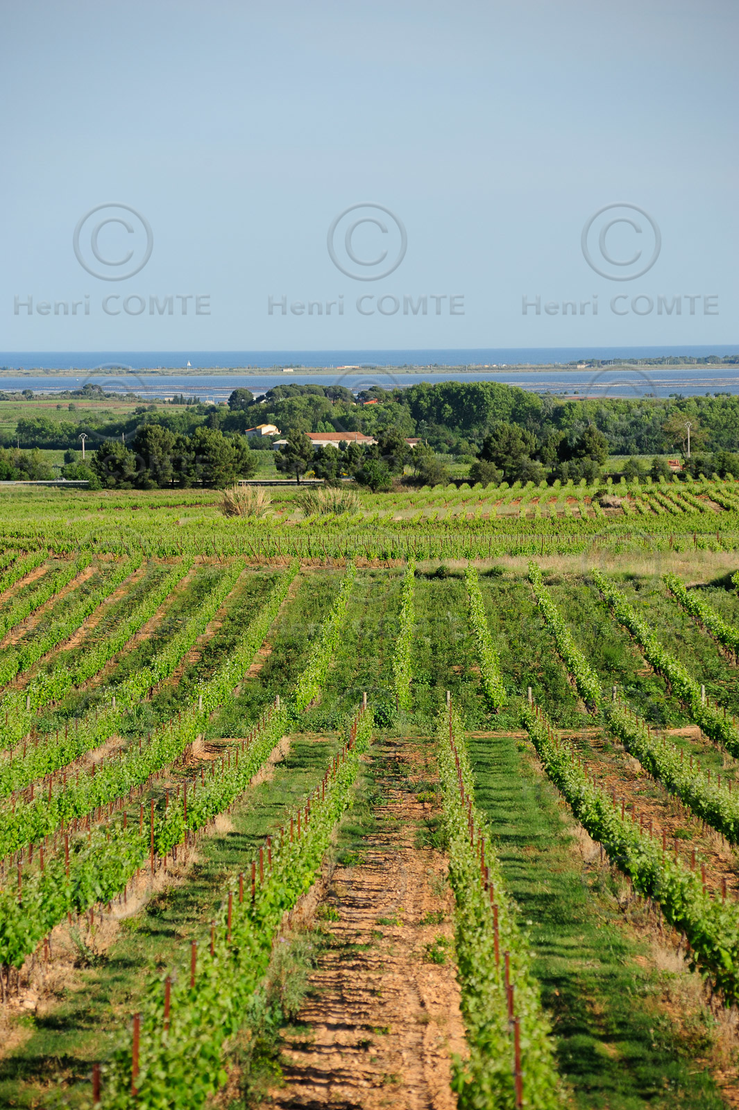 Vignoble Pays de Thau