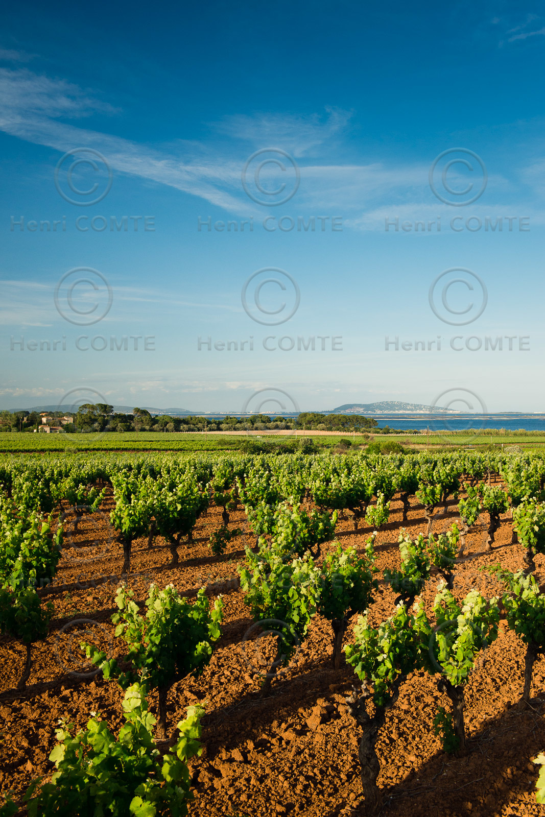 Vignoble de Thau