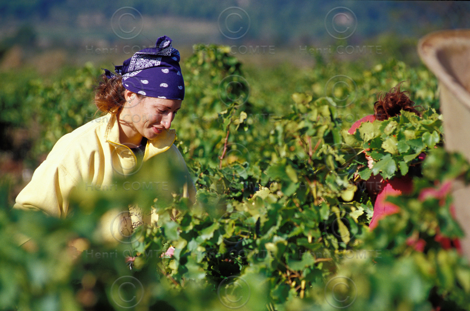 Vendanges en Corbieres