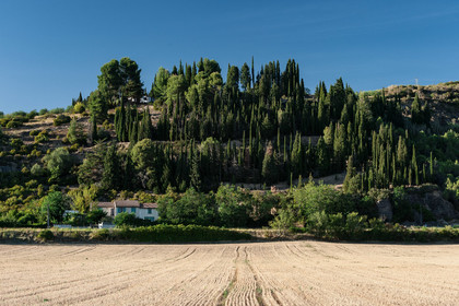 Cyprés