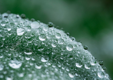 Gouttes d'eau
