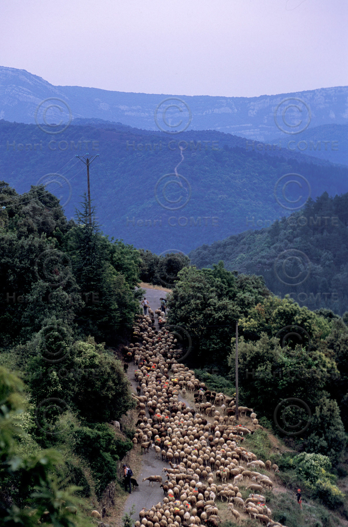 Transhumance en Cévennes