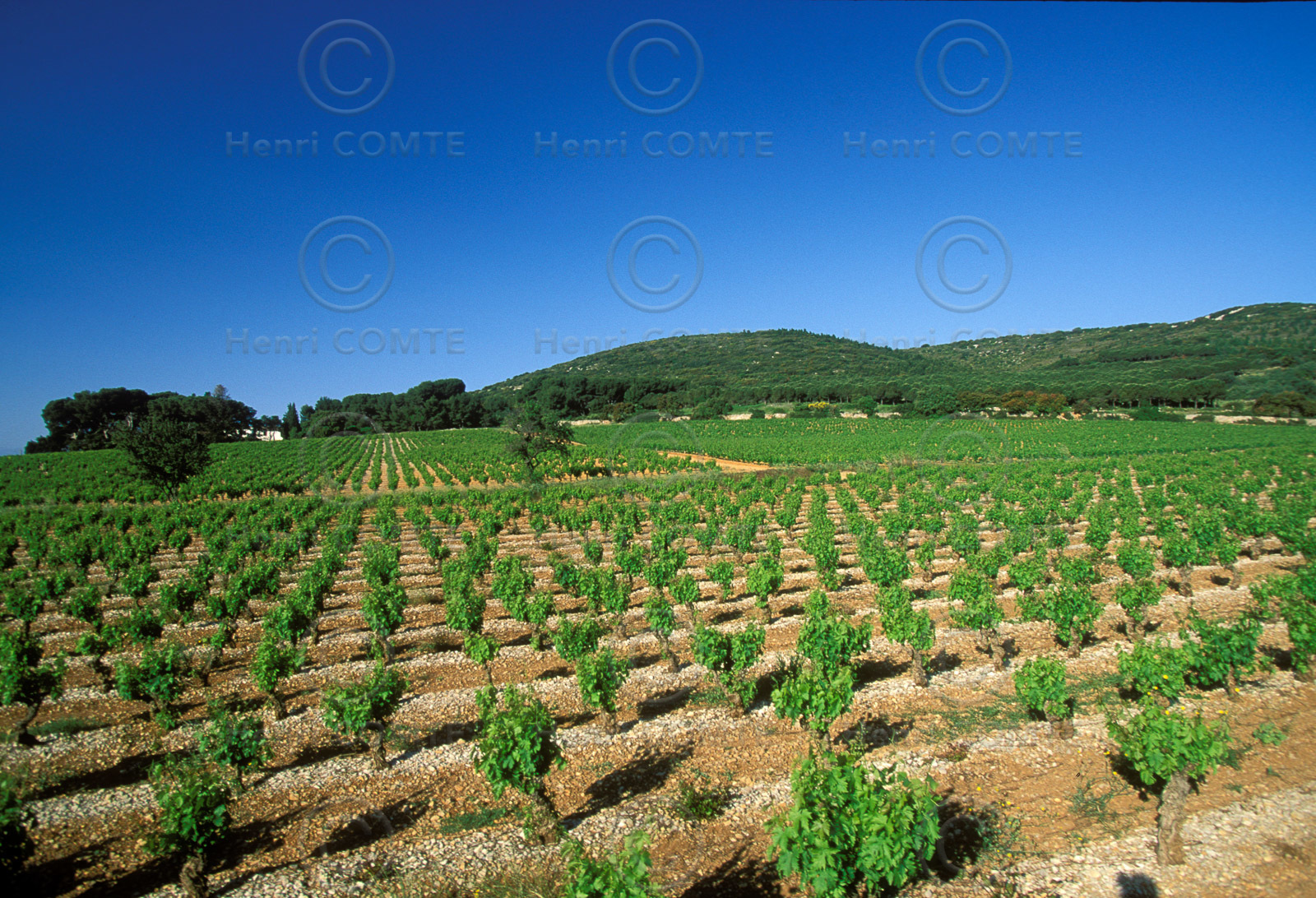 Vignoble de Frontignan