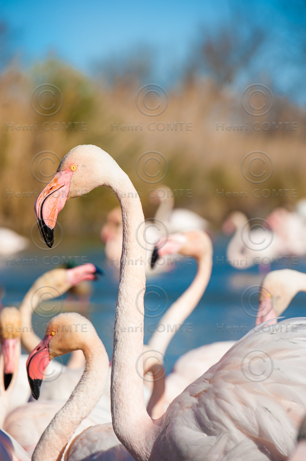 Flamants roses