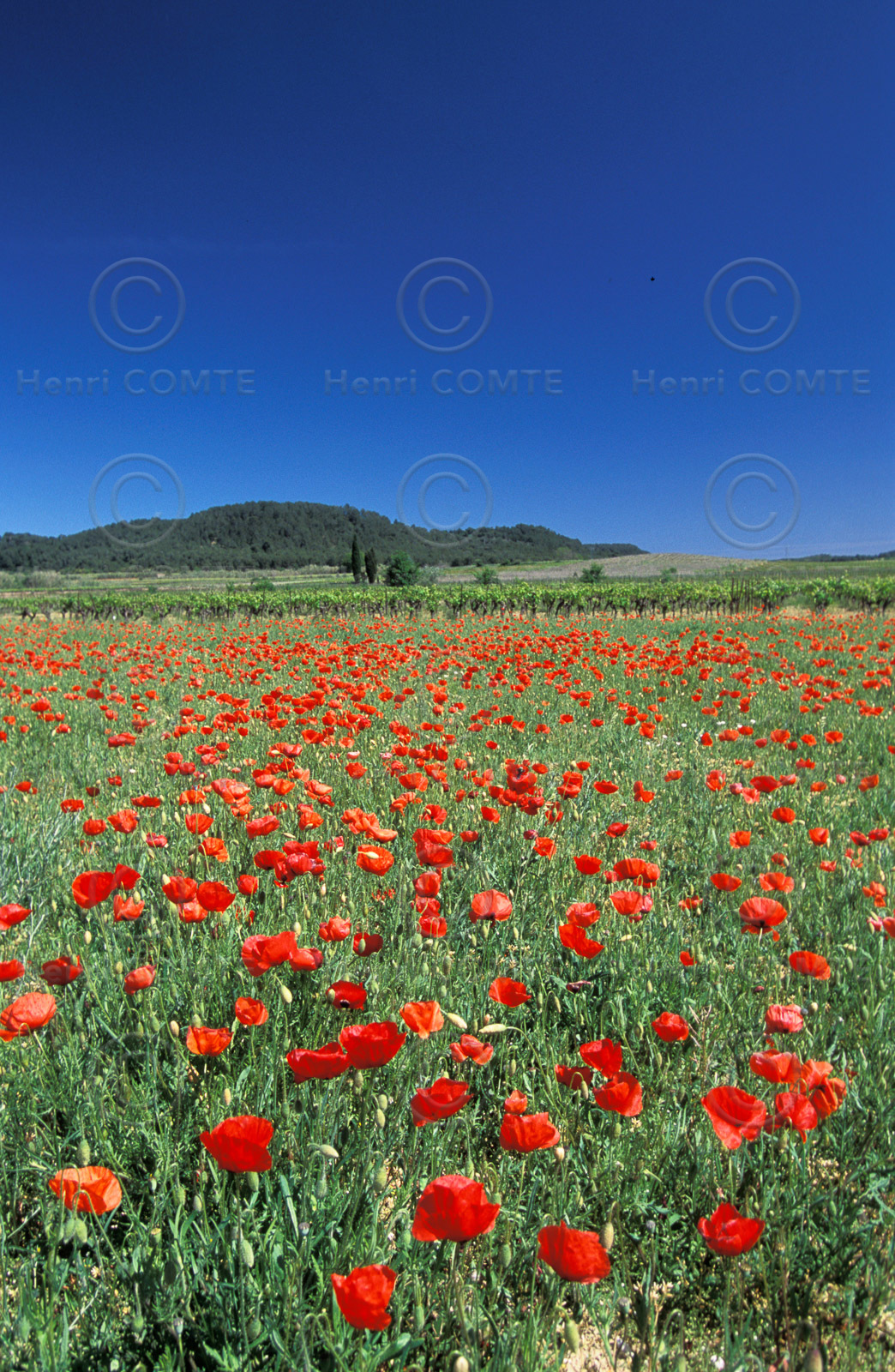 Coquelicots