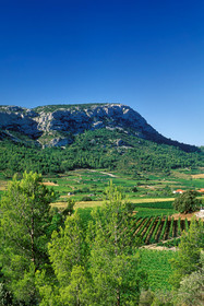 Vignoble du Roussillon