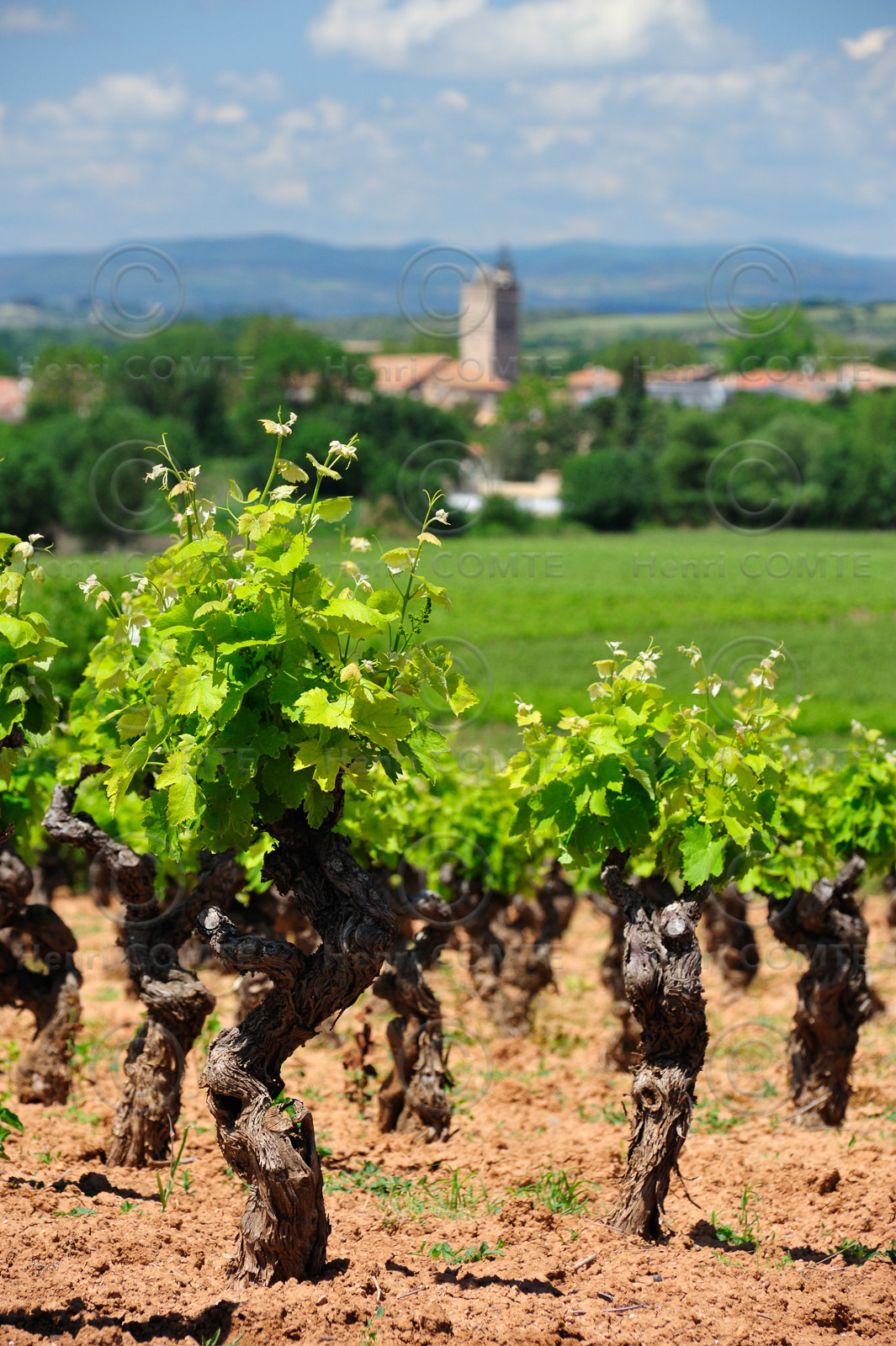 Vignes Herault