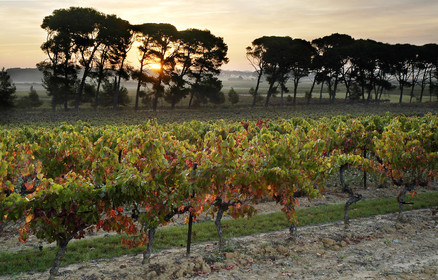 Vignes et pins