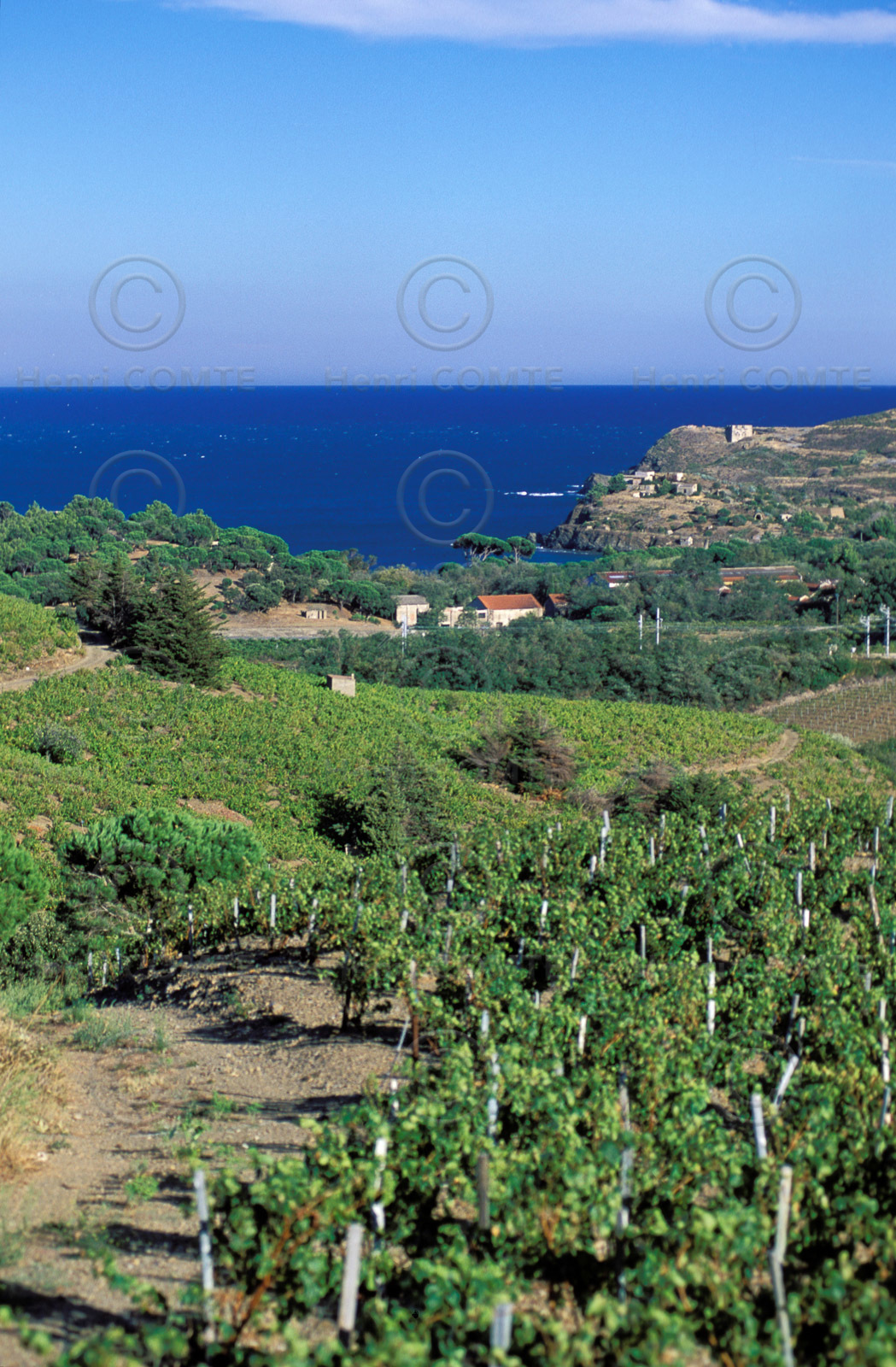 Vignoble du Roussillon