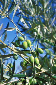 Olives