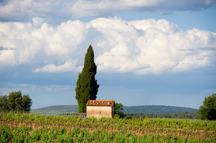 Vignoble de Pinet