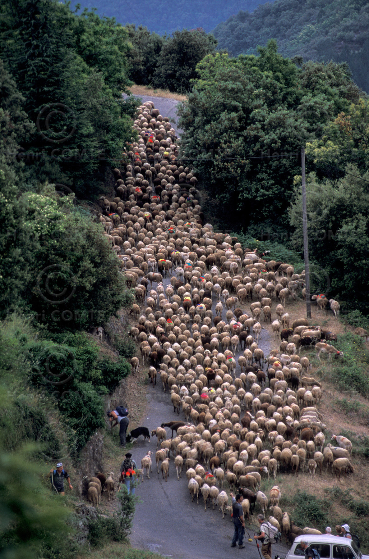 Transhumance en Cévennes