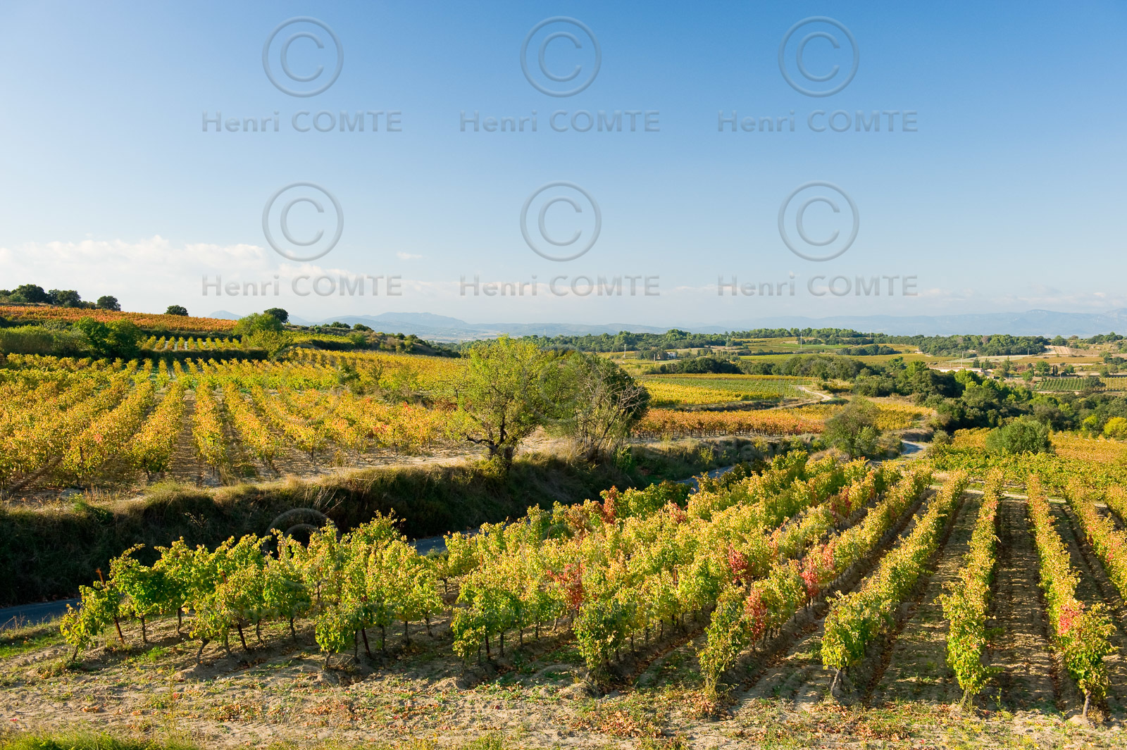 Vignes du Pays de Thau