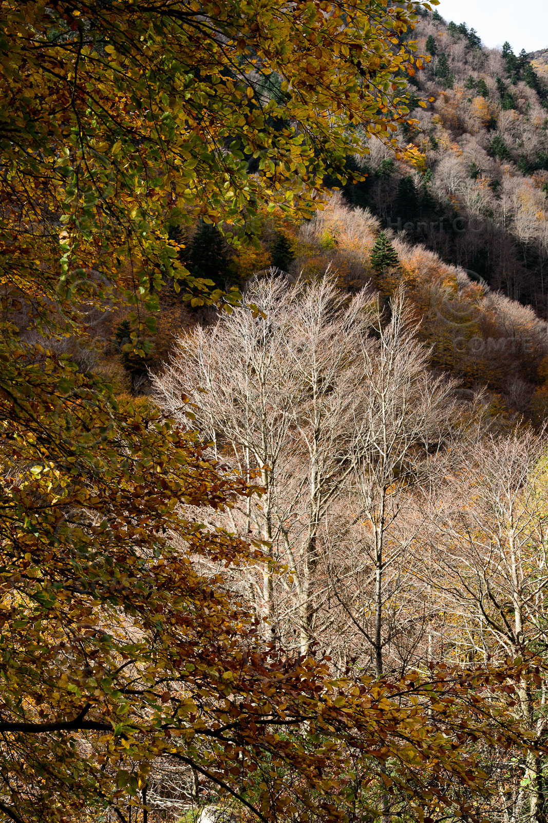 Forêt à l'automne
