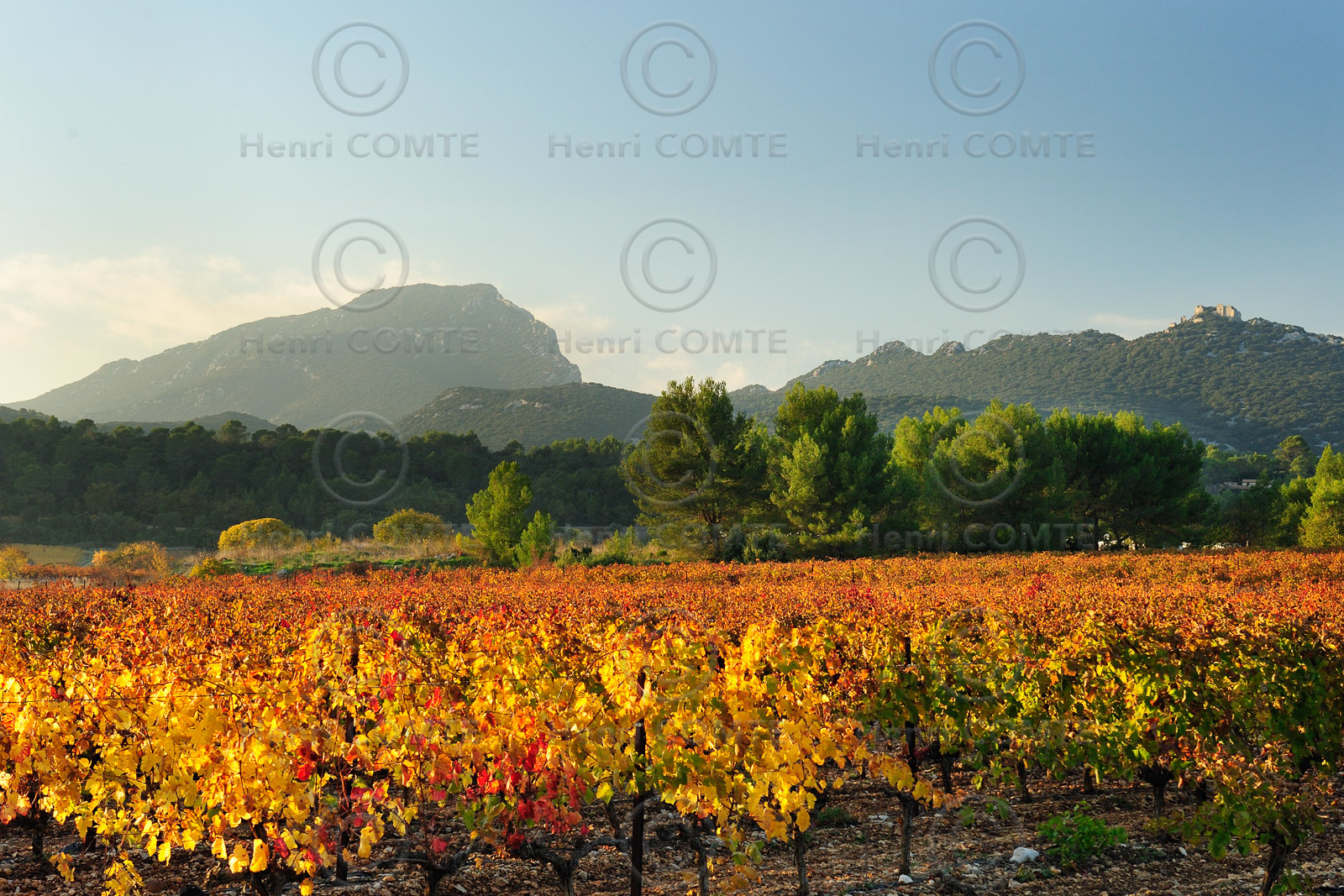 Vignes du pic saint Loup