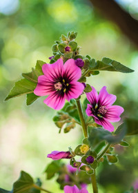 Grande Mauve