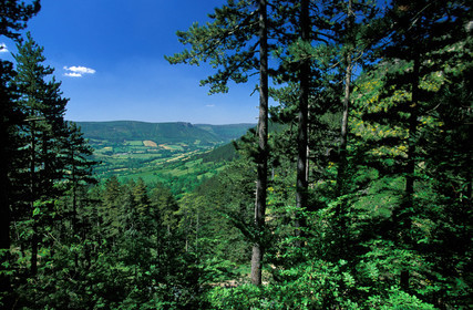 Causse de Mende