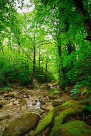 Torrent
