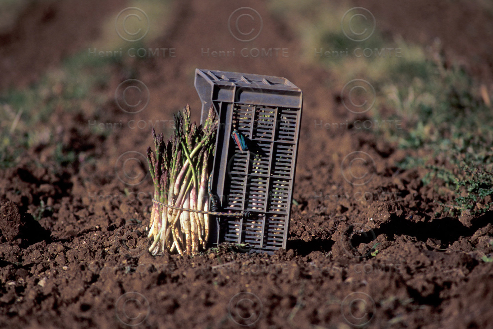 Cueillette des Asperges