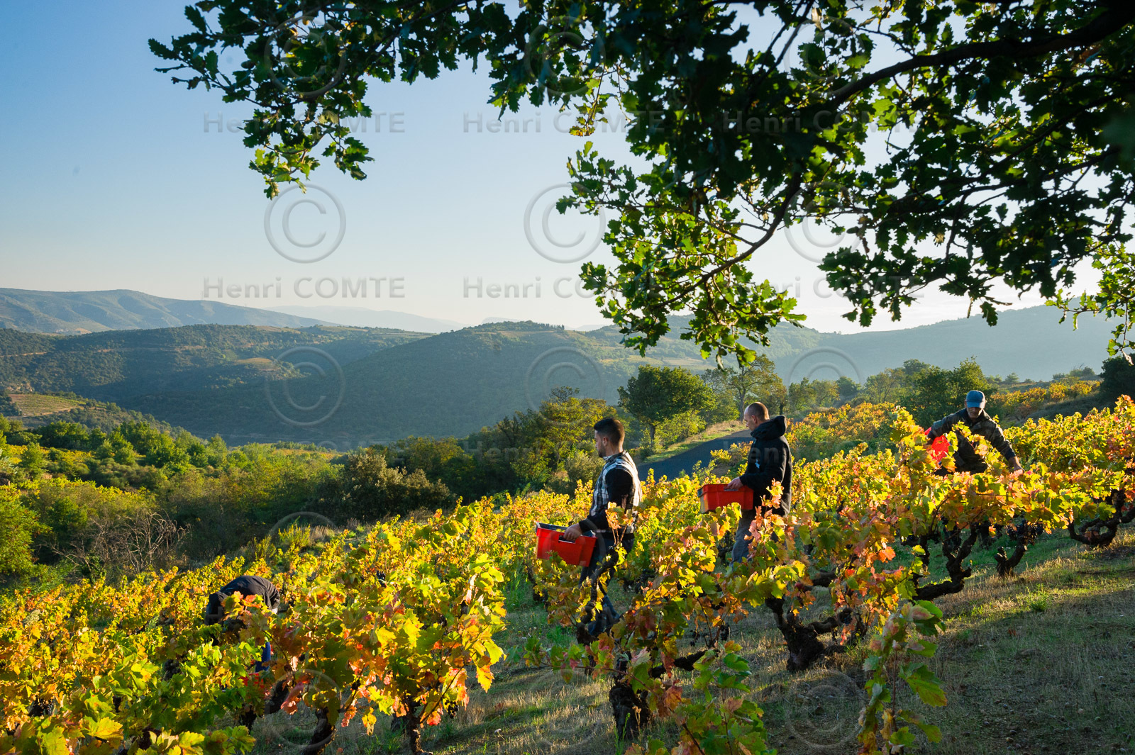 Vendanges Roussillon