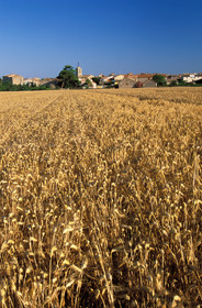 Champ de blé