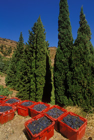 Vignoble du Roussillon
