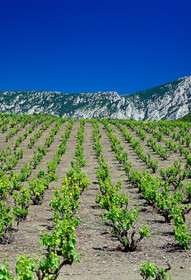 Vignoble du Roussillon