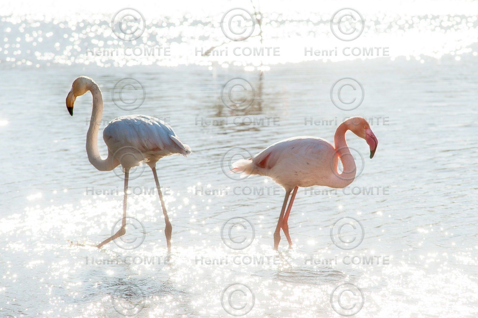 Flamants roses