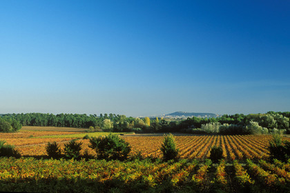 Vignoble Pays de Thau