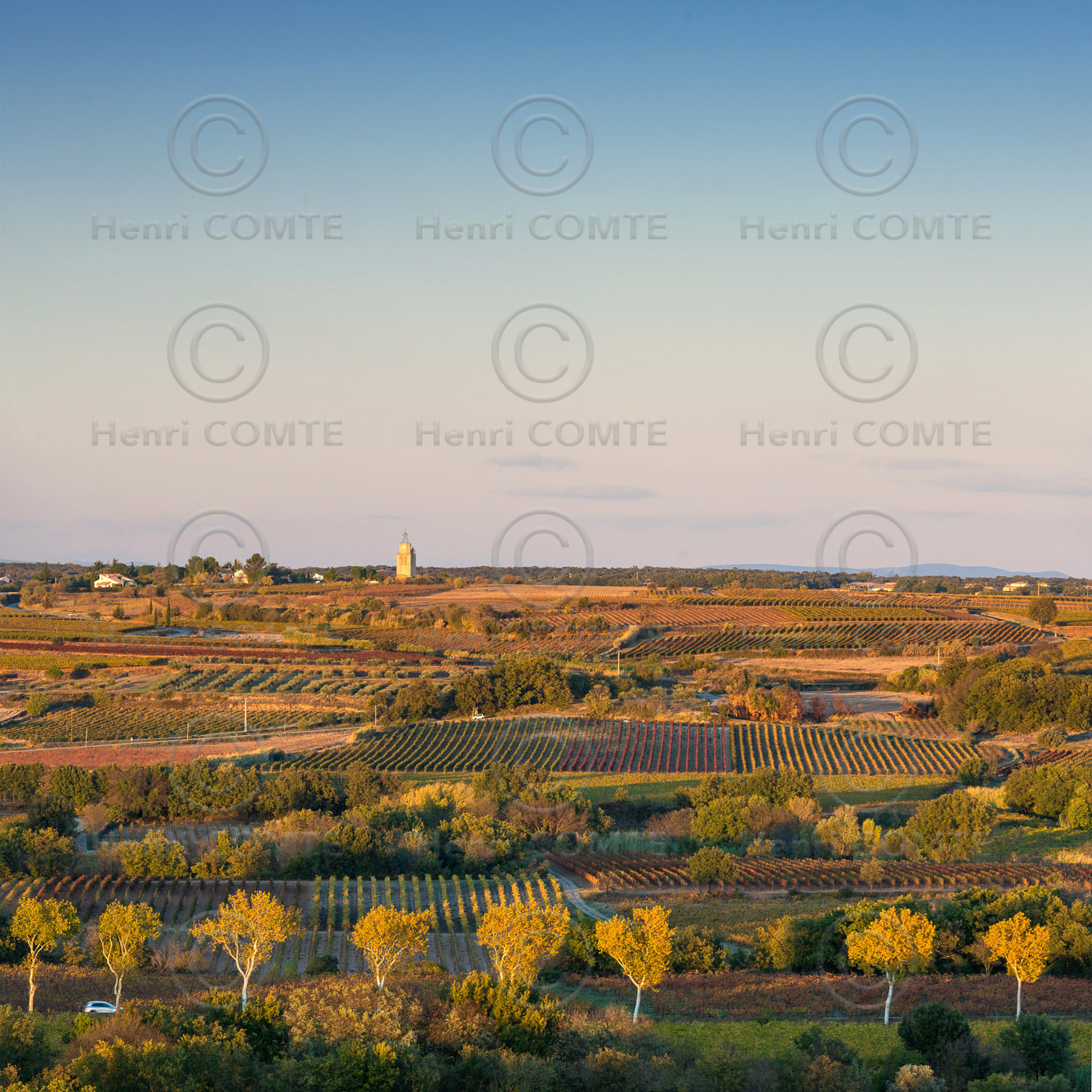 Vignoble à l'automne