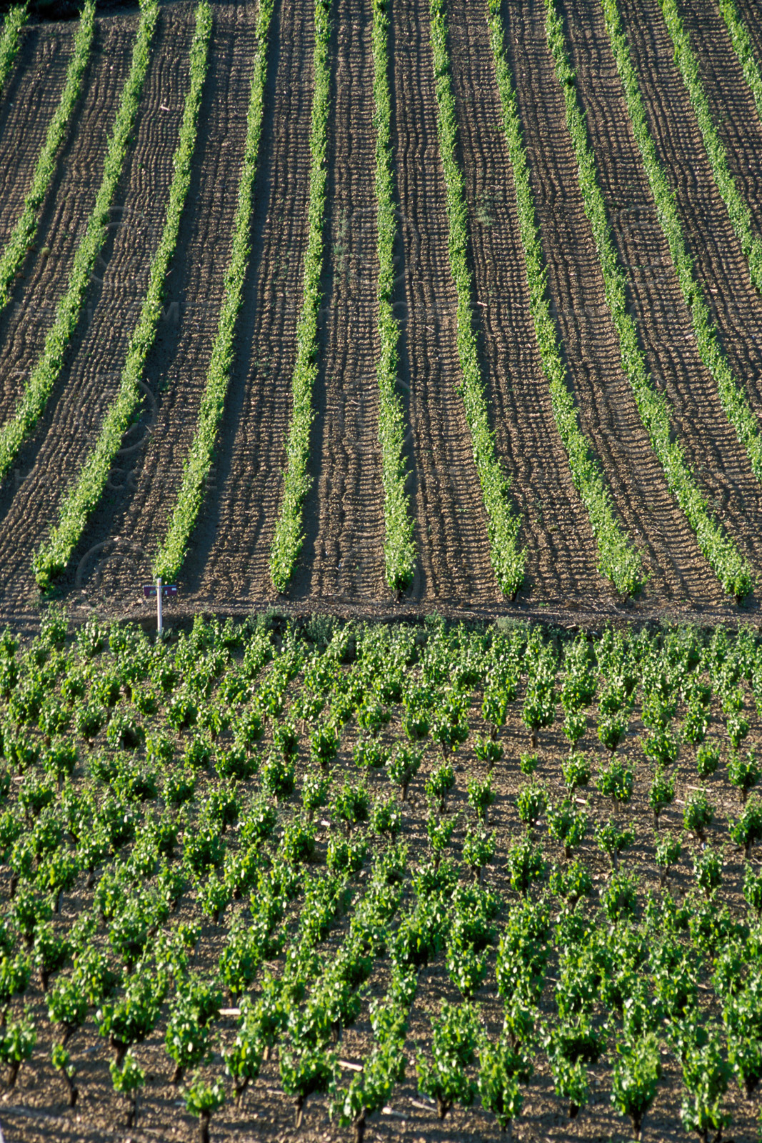 Vignoble Saint Chinian