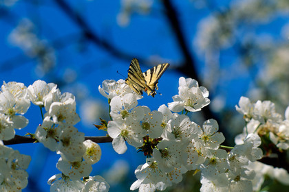 Papillon