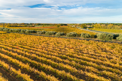 Vignes Automne