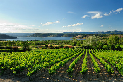 Vignoble du Salagou