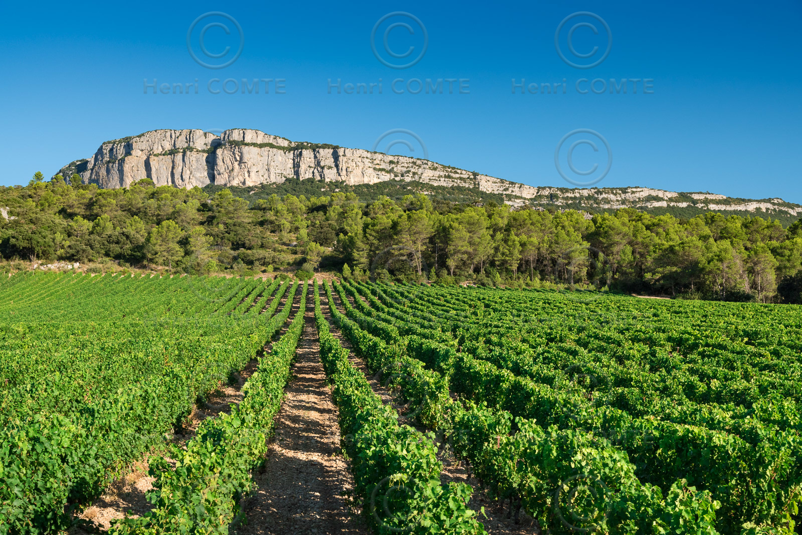 Vignoble Pic Saint Loup