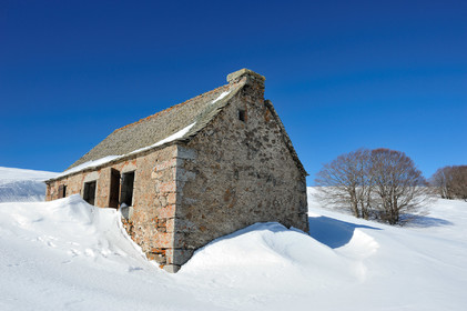 Aubrac
