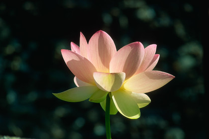 Fleur de lotus