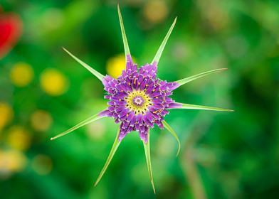 Fleur de chardon