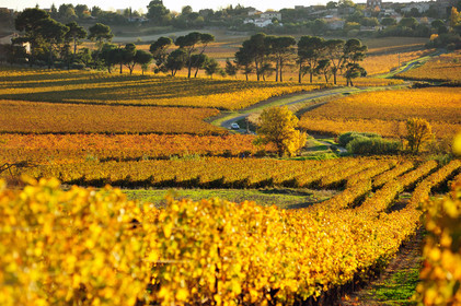 Vignoble de Faugeres
