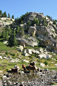 Chevaux - Carlit