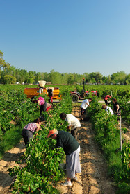 Vendanges