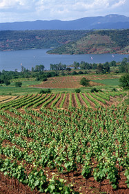 Vignoble du Salagou