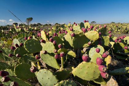 Figues de barbarie